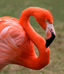 Flamingoes