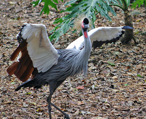 http://www.lonestarnorth.com/Pics%20Mike/NATURE/birds/exotic/crowned_crane_2451.jpg