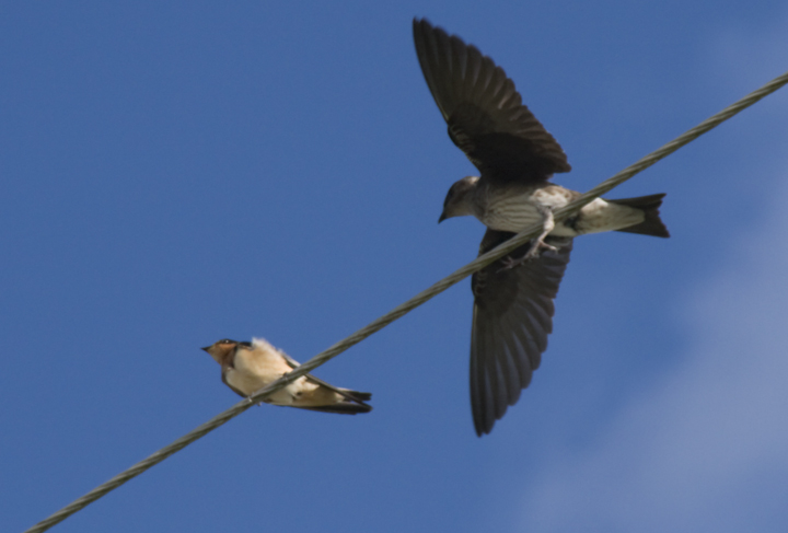 Song Bird Of The North [1913]