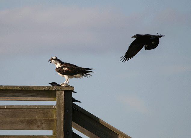 grackle fighting an osprey animated