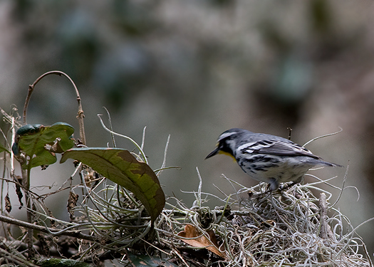 small woodland songbird small woodland songbird