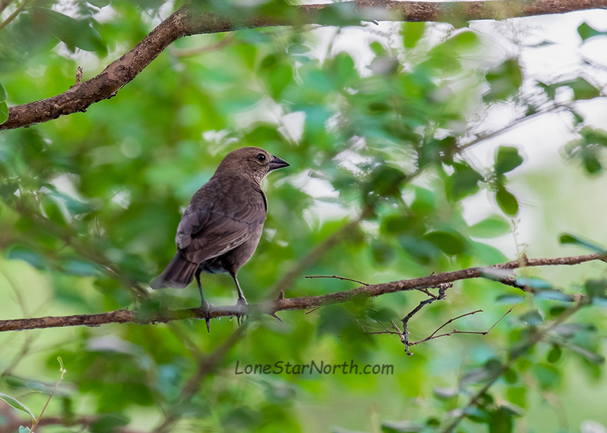 brown-headed-cowbird