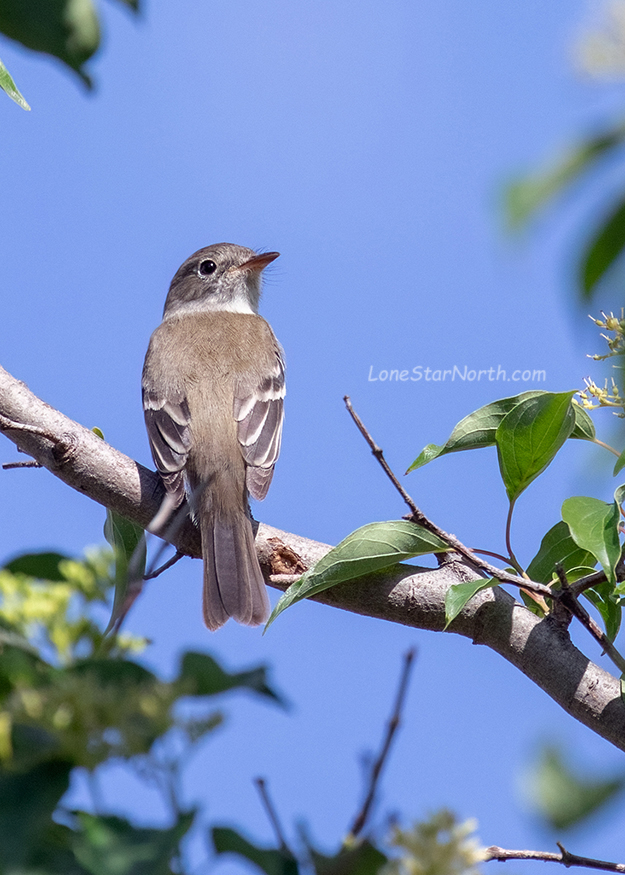 least-flycatcher