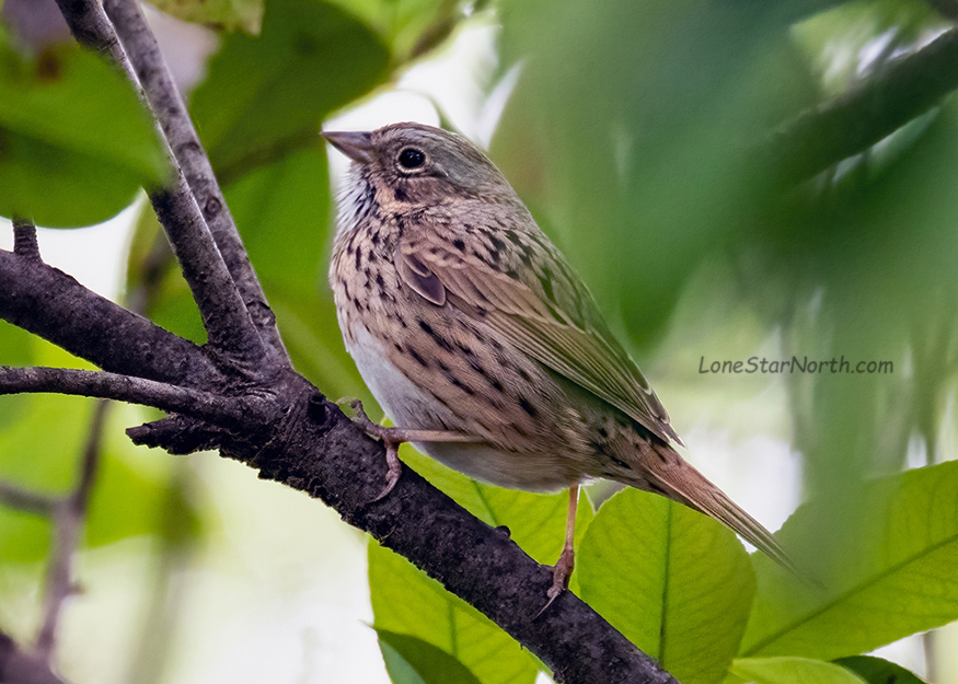 lincoln's-sparrow