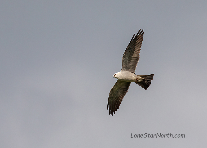 Mississippi Kite