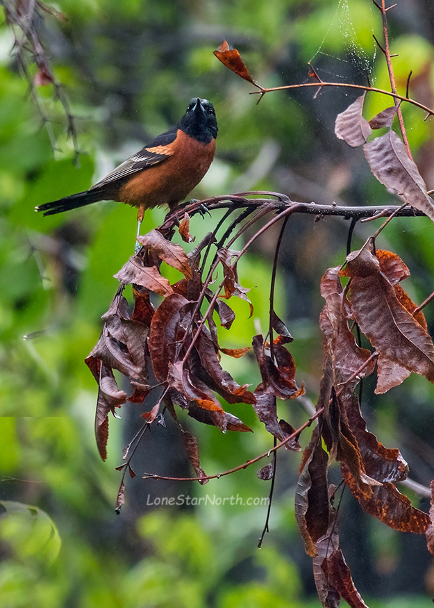 orchard-oriole