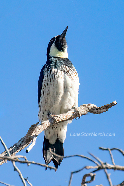 acorn woodpecker