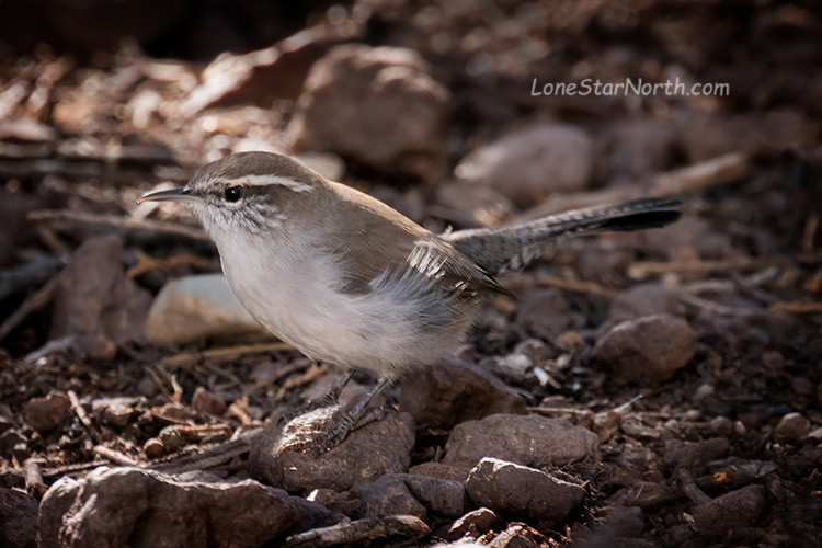 wren