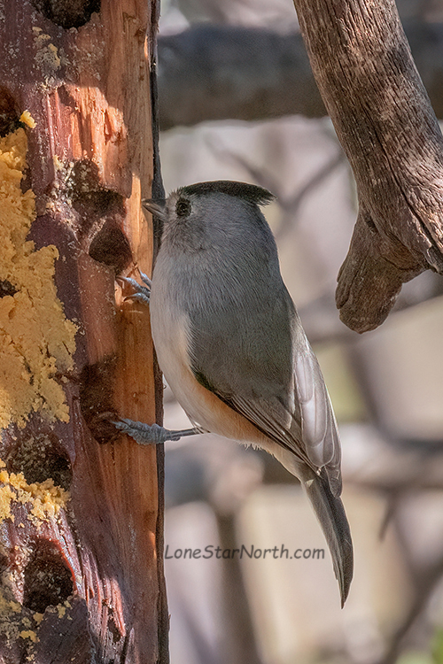 titmouse