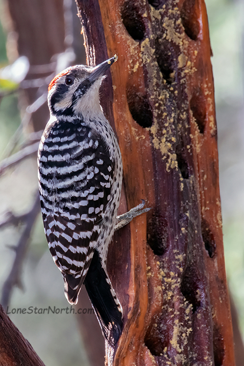 woodpecker