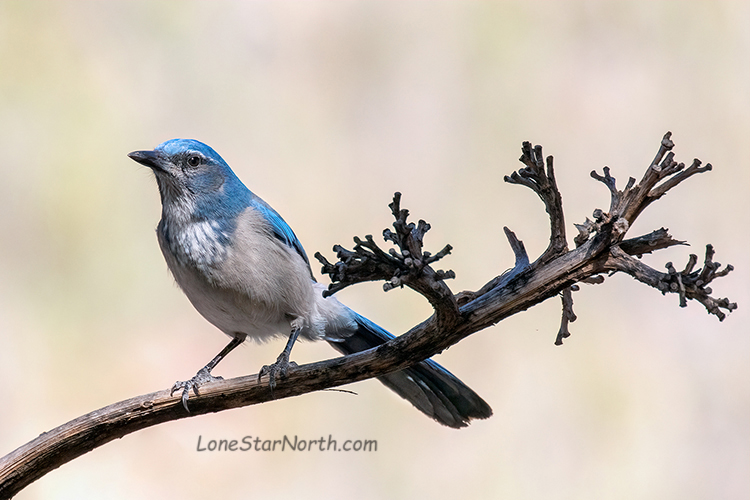 scrub jay