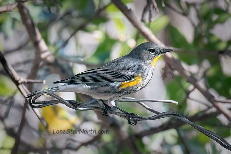 yellow rumped