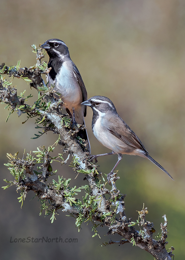 black-throated-sparrows