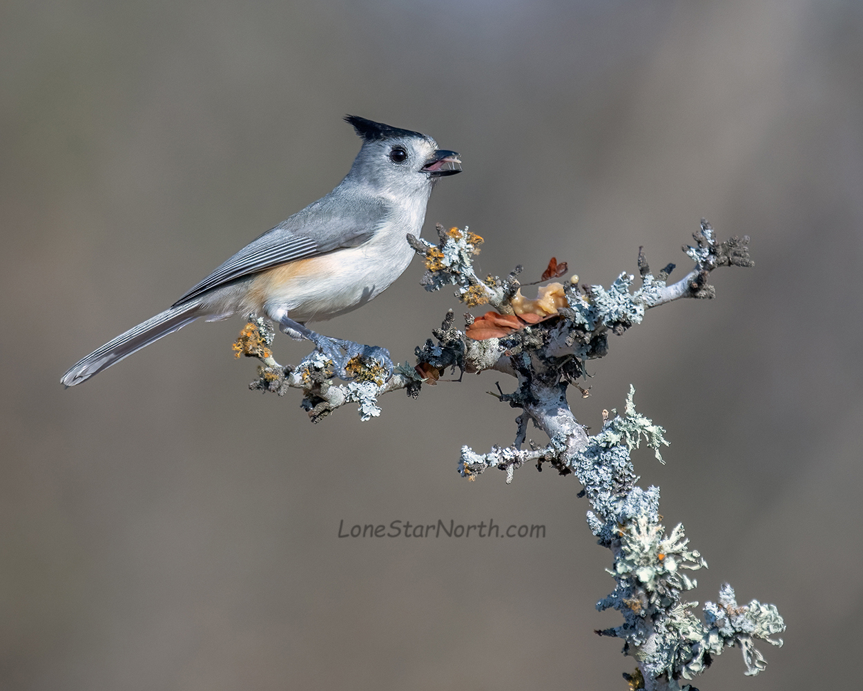 black-crested-titmouse