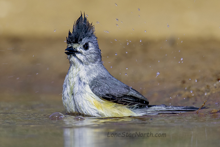 Black-crested-titmouse
