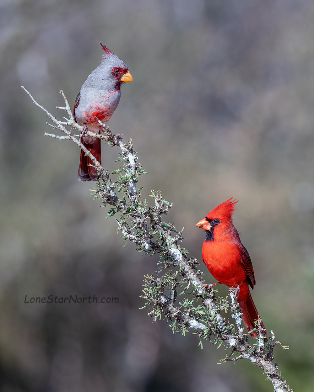 cardinal and pyrrholuxia