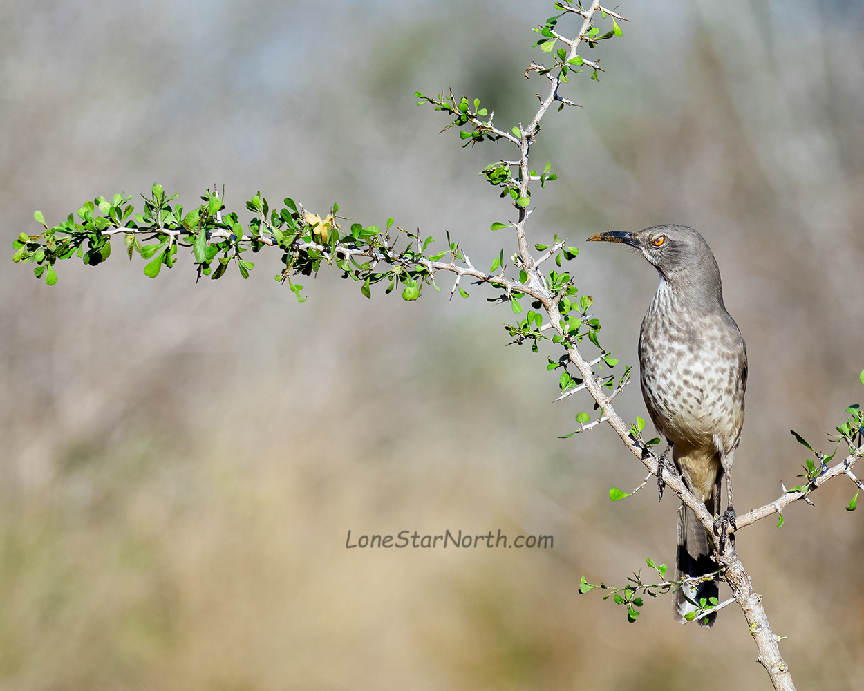 curve-billed thrasher