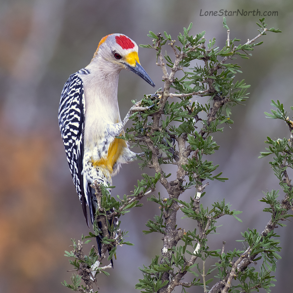 golden-fronted-woodpecker