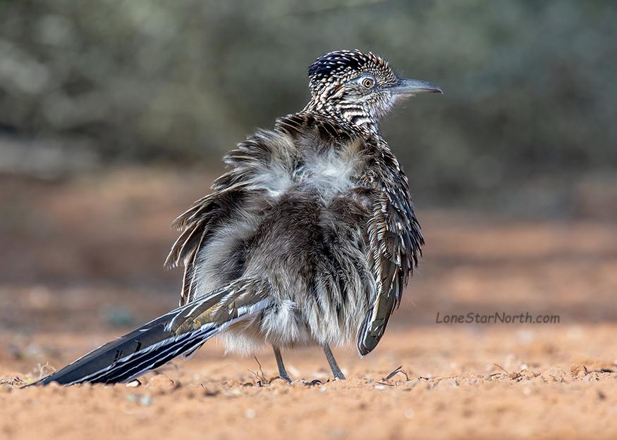 greater roadrunner