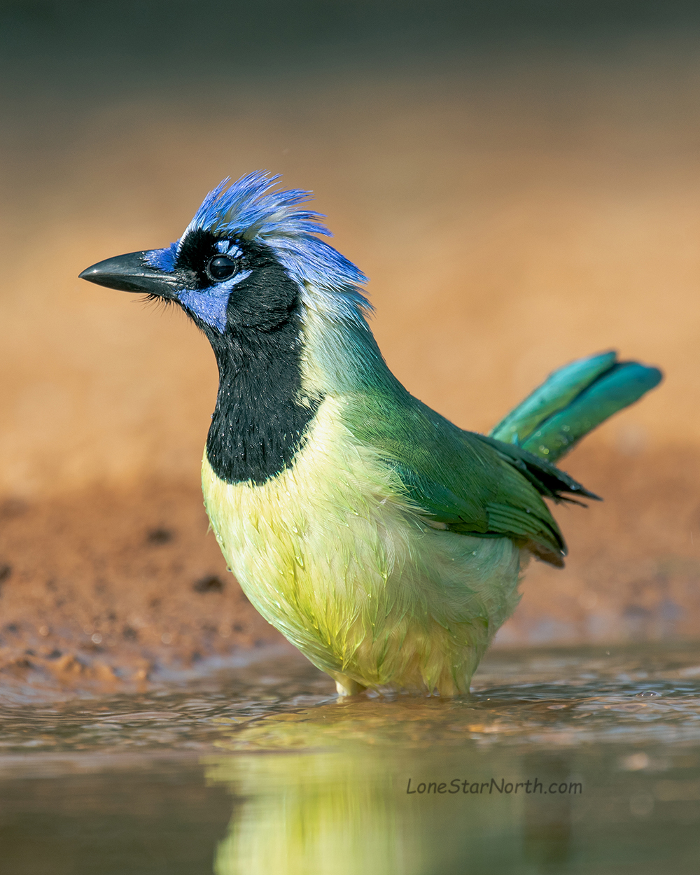 green jay