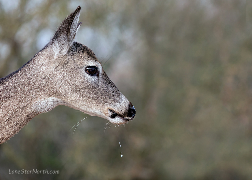 white-tailed deer