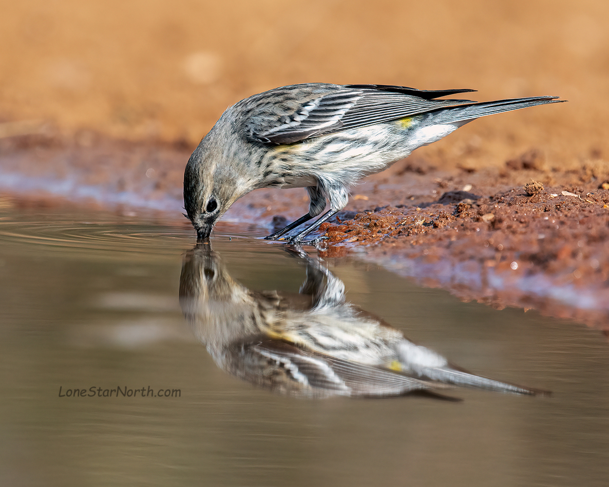 yellow-rumped warbler