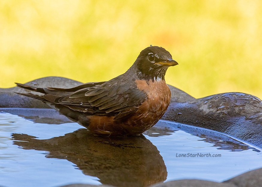 american robin