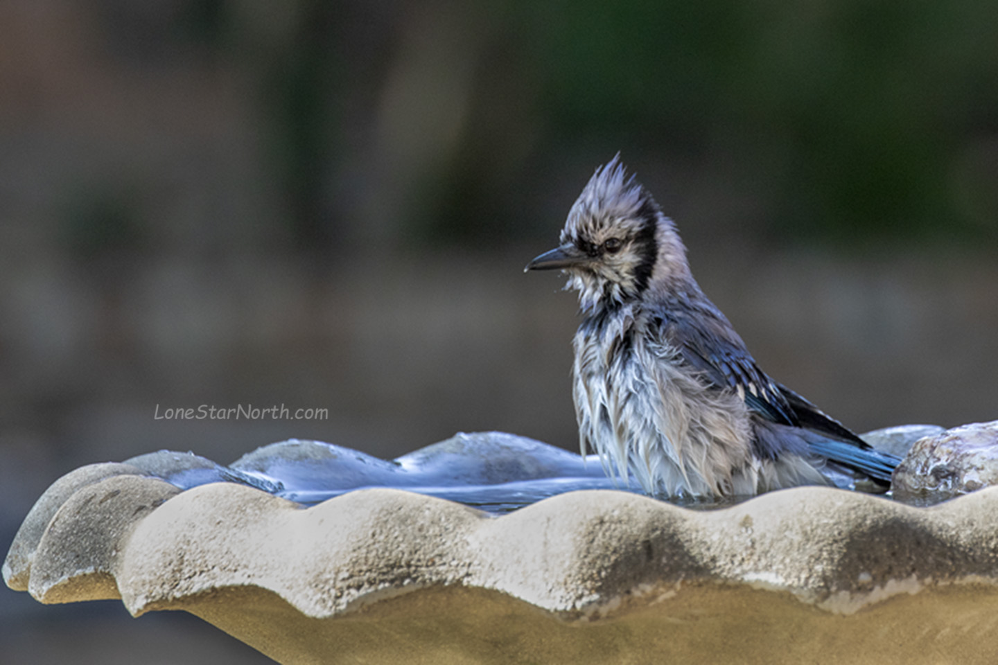 blue-jay-bath_7416-64125wm.jpg