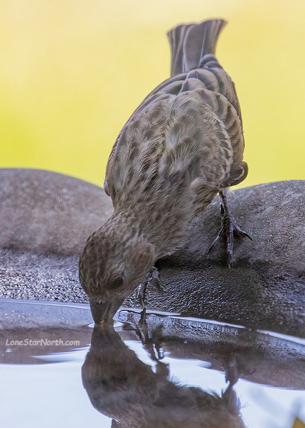 house-sparrow-drinks_7790-57125wm.jpg