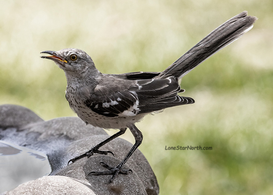 mockingbird_7667bwc-75125wm.jpg