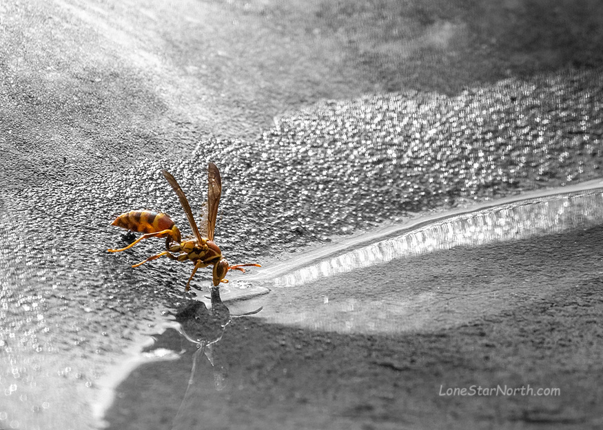 wasp-drink_7697bwc-64125wm.jpg