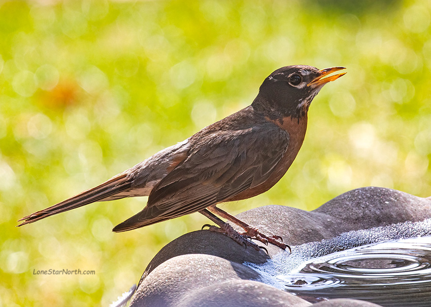 american-robin