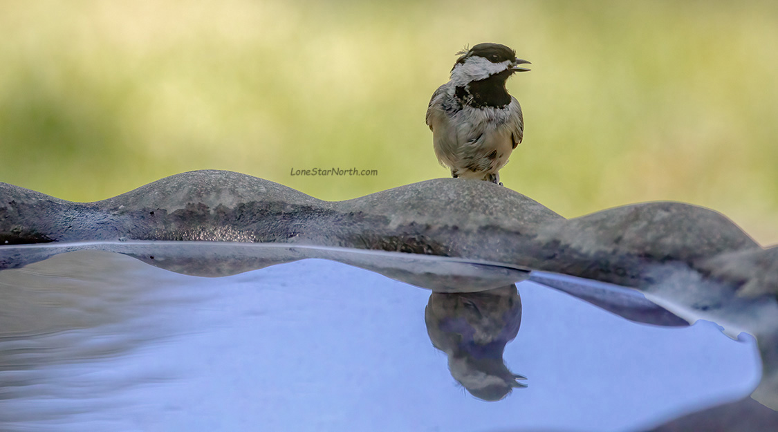 chickadee