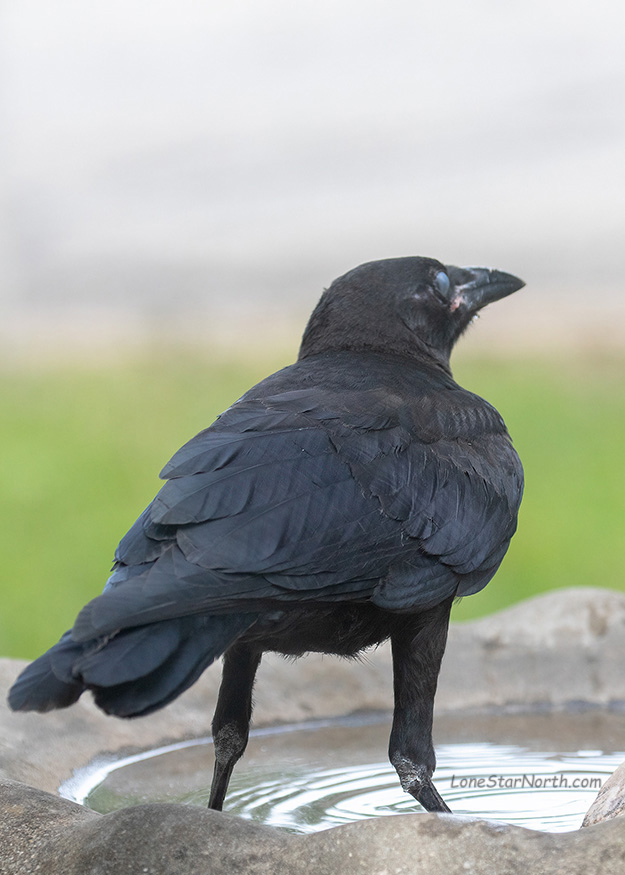 crow 4