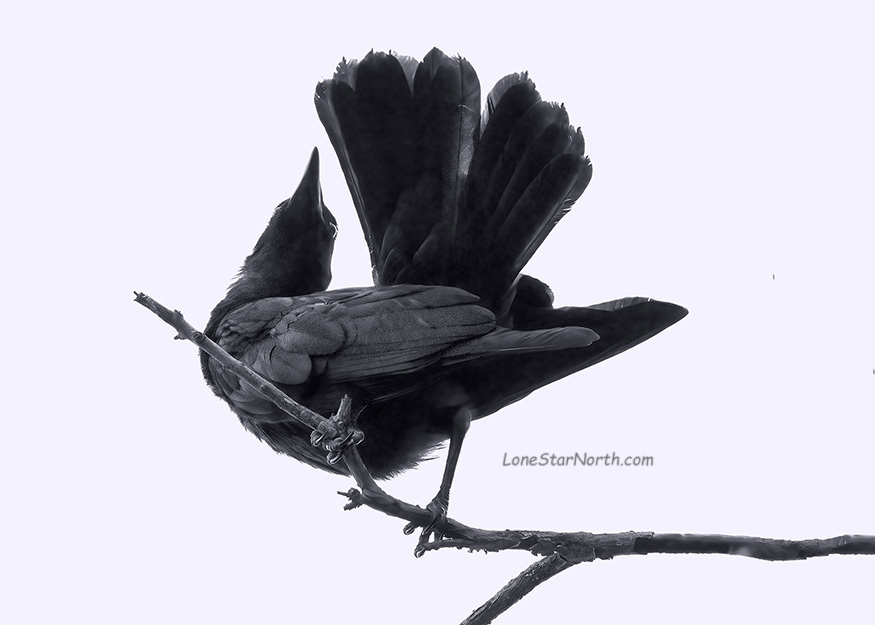crow 7