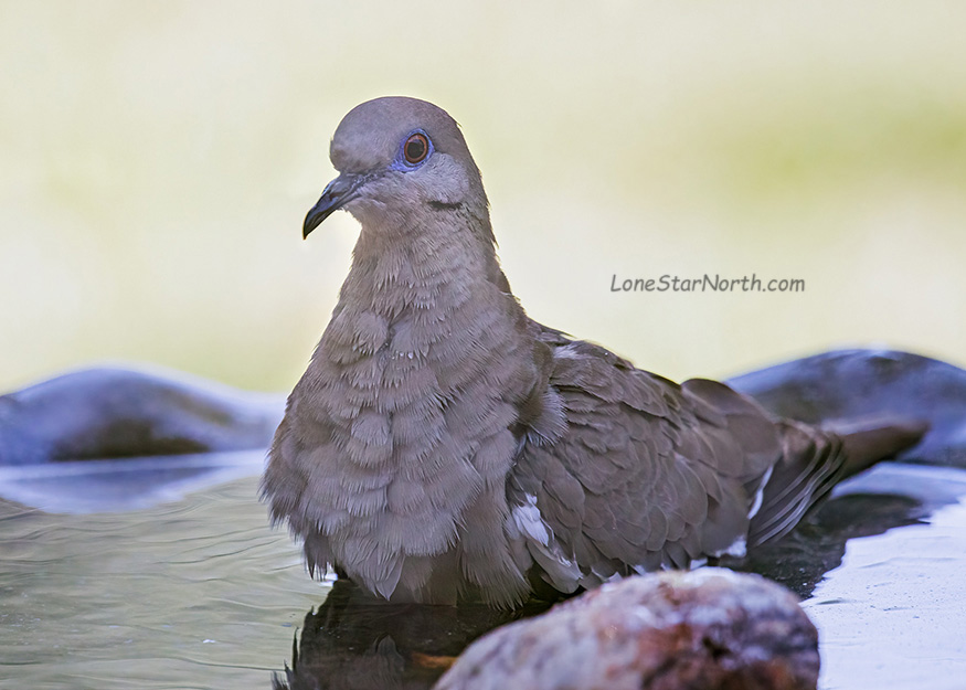 dove bath