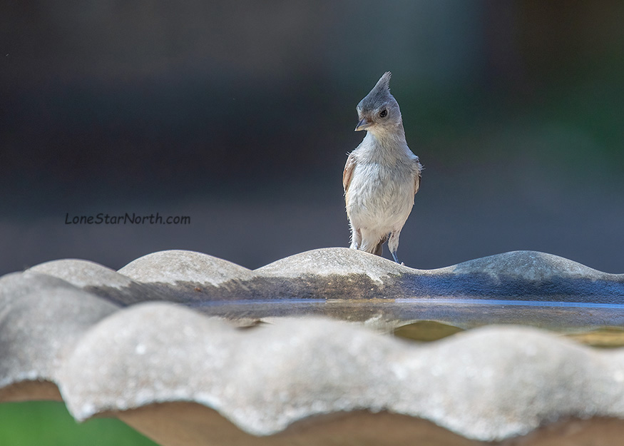 titmouse